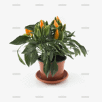 demo-attachment-37-Group-10167
